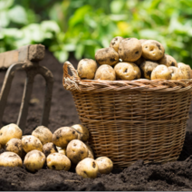 <컴팜>햇 감자, 중, 5kg” class=”wr-img”></a></div>
</p></div>
</p></div>
</p></div>
<div class=