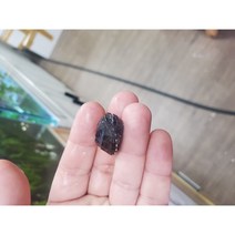 [칼루타아쿠아 ] 레이저백 핑크벨리 사이드넥 이스턴 페인티드 이스턴 머드 거북이, 커먼머스크 터틀