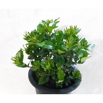 꽃향기가 일품인 꽃치자나무