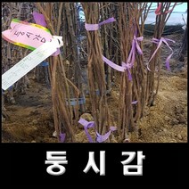 없음 둥시감, 1개