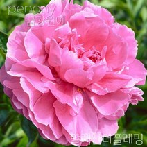 작약 숙근 입고 금강원예, 알렉산더플래밍