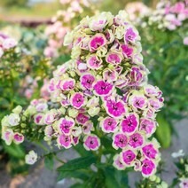 우리화훼종묘 플록스 숙근(뿌리)-오키드 옐로, 1개