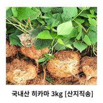 국내산 히카마 3kg 5kg 산지직송 히키마감자 히까마 멕시코감자히카마 멕시코감자 아피오스인디언감자 인디언감자 얌빈 특수채소 채소반찬 싱싱한 신선한 아삭아삭