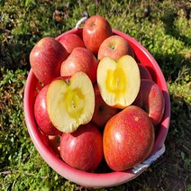 미스터 껍질째먹는 꿀사과 부사 가정용 흠집사과 못난이사과 5kg 10kg, 9. 중과 10kg (30-35과)