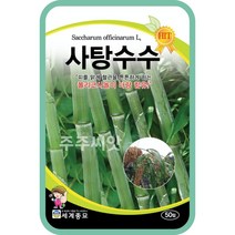 사탕수수 sugar cane 씨앗 50립 / 희귀 식물 종자 텃밭가꾸기 식물키우기
