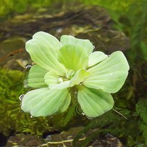 [바보사랑] 물배추 3뿌리 (부상수초) - (치어은신처 수반), 상세 설명 참조
