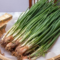 국내산 알싸함이 살아있는 싱싱한 흙쪽파, 500g, 1개