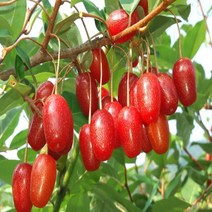 NS왕보리수나무 왕보리수R2년분(결실주)