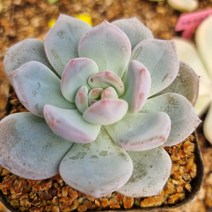 오랜지먼로소품, 1개