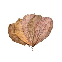 알몬드잎 5장-열대어 베타 어항 수질관리 곰팡이균억제 면역력/헬로아쿠아, 상세 설명 참조