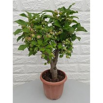 애기 사과나무35 - 사과나무, 1개