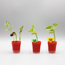식물의 한살이 관찰 강낭콩 키우기 미니세트 1인용