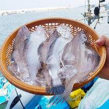 물 가자미 미주구리 강원도 자연산 비늘세척 손질 1kg 맛남의광장 백종원, 1개