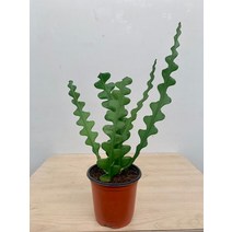 7900 피쉬본 여러촉 생선뼈선인장 25~45cm