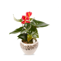 디씨플라워 관엽화분, 99999개, 01.안시리움(낮은화분)