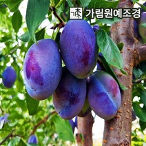 자두나무 대왕자두 푸룬 흑자두 바이오체리 추휘 가림원예조경, 왕자두 결실주