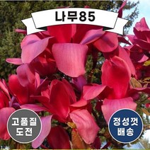(나무85) 적목련 (불칸) 접목1년