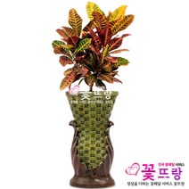 공기정화식물 개업화분 축하화분 화분배달 스투키 행운목 금전수 전국당일배송, C08 크로톤, 1개