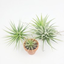 수염틸란드시아 이오난사 실내 공기정화식물 먼지먹는식물 반려식물, 3_이오난사(대), 1개