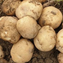 감자최상급강원도 저렴한 가격으로 만나는 가성비 좋은 제품 소개와 추천