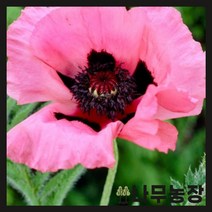 (나무농장) 수입숙근초 숙근양귀비 라즈베리퀸 포트