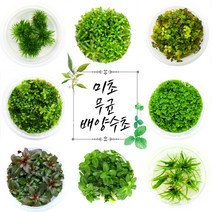 [미초 사은품증정] 달팽이 없는 깨끗한 무균 배양 수초 마리모증정 / 초보 수초 / 어항 수초 / 조직 배양 / 열대어 / 그로잇 / 담티, [전경 04] 쿠바펄 - 새싹 양탄자 연출