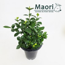 대성식물 꽃피는 식물 치자 중품, 1개