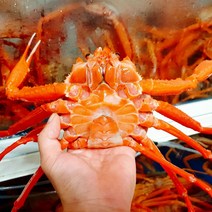 홍게 제철 자숙 찜 동해 프리미엄 3kg 8마리 내외