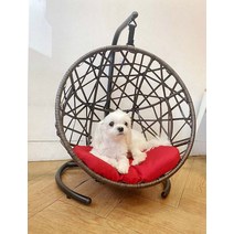 애견용품 애견용품 강아지그네 라탄그네 애견침대 반려동물가구 (5567533), 월넛