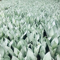 서비내 문샤인3촉 농장직영 공기정화식물 미세먼지 제거, 1개