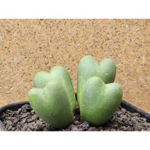 코노피튬/빌로붐-2630 아프리카농장, 1개