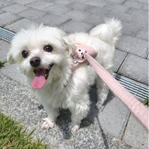 강아지 귀여운 캐릭터 하네스 가슴줄 Y형 L형 I형 + 리드줄 세트, 블루