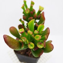 우주목 다육이 우아한 수렉귀 닮은 골룸 다육식물130, 단품