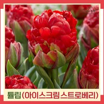 튤립 구근 모종 아이스크림 스트로베리 2개