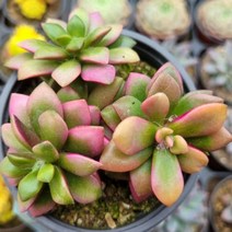 색감 예쁜 다육식물 한눈에 모아보기, 취설송