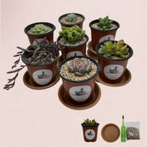 분갈이가 필요 없는 다육 화분 세트 다육이 키우기, 분갈이 완료 다육화분세트