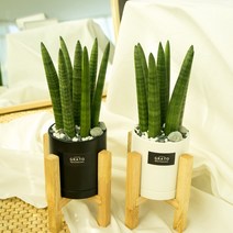 그라토 실내공기정화식물 스투키 미니화분 우드스탠드 산세베리아 화분, 소형화분 블랙 + 우드스탠드