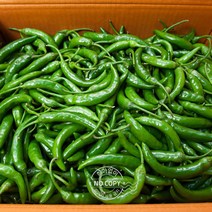 내외 아삭고추 풋고추 햇고추 박스 청양고추 청고추 특품 매운고추 10kg 모닝고추 땡초, 단품, 단품