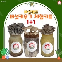 1+1 버섯랜드 버섯키우기 체험키트 /느타리 고기느타리 표고/ 어린이집 유치원 단체기관, 느타리버섯_고기느타리버섯