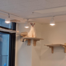 고양이 벽 모서리 쉼터, 석고보드 벽 8개, 파스텔 그레이