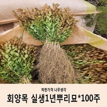 착한가격 나무생각 회양목*실생1년뿌리묘100주묶음
