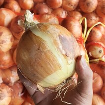 늘품 햇 양파 3kg 5kg 10kg 산지직송 가정용 업소용 노지 만생종 양파, 양파 대 사이즈 10kg, 1개