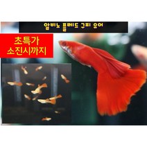 알비노 풀레드 구피 유어10마리