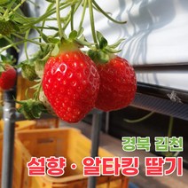 산지직송 김천 설향딸기 알타킹딸기 딸기 500g 1kg 2kg, 알타킹딸기_15구_20구 2판