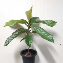 외목대~비파나무