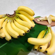 바나나대용량 구매률이 높은 추천 BEST 리스트 중에서 선택하세요