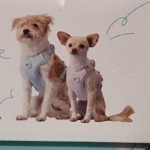 [코스트코] 구매대행 아르르 마이핏 V2 하네스&리쉬 세트 애견산책/개줄/개목걸이, 핑크 S, 확인완료, 핑크