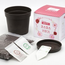 틔움세상 화분재배키트 꽃집사 시리즈 꽃 식물 키우기 채소밭 텃밭 화분 미니정원 아파트 친환경 어린아이 마당 옥상 베란다, 코스모스