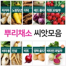 뿌리 채소 씨앗 모음 양파 무 당근 비트 빨간무 콜라비 과일무 더덕 도라지 인삼