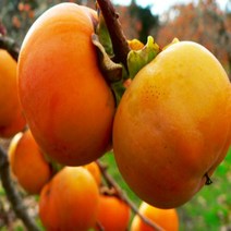 묘목/ 초대형 감나무 태추단감/접목1년 b1402, 1개